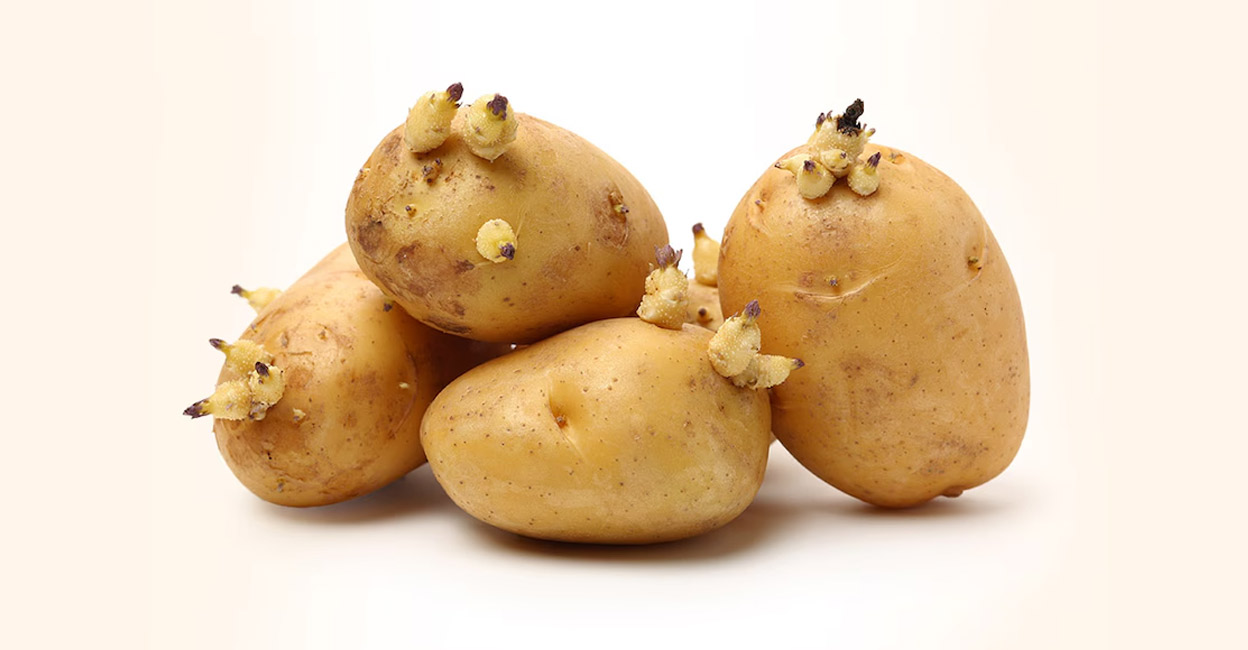 Potatoes get their green colour from chlorophyll, which is not a toxin. However, it also indicates the presence of high amount of glycoalkaloids. Photo: iStock/Hongya