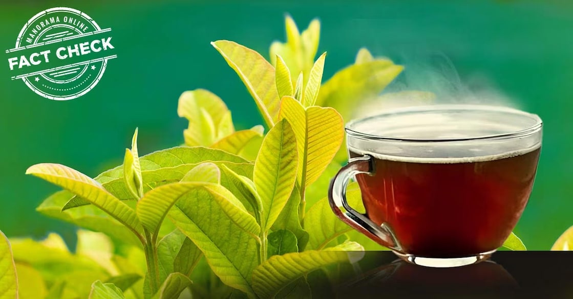 A few studies by the National Institute of Health notes that guava leaf extract can control the blood sugar level. Photo: Manorama