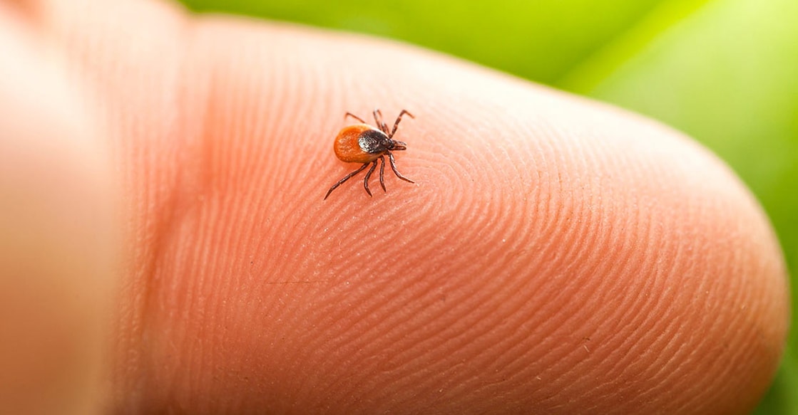 lyme-disease It will be better to keep away from potential tick habitats and also check for ticks if you have spent some considerable time outdoors. Photo: iStock/Avalon_Studio