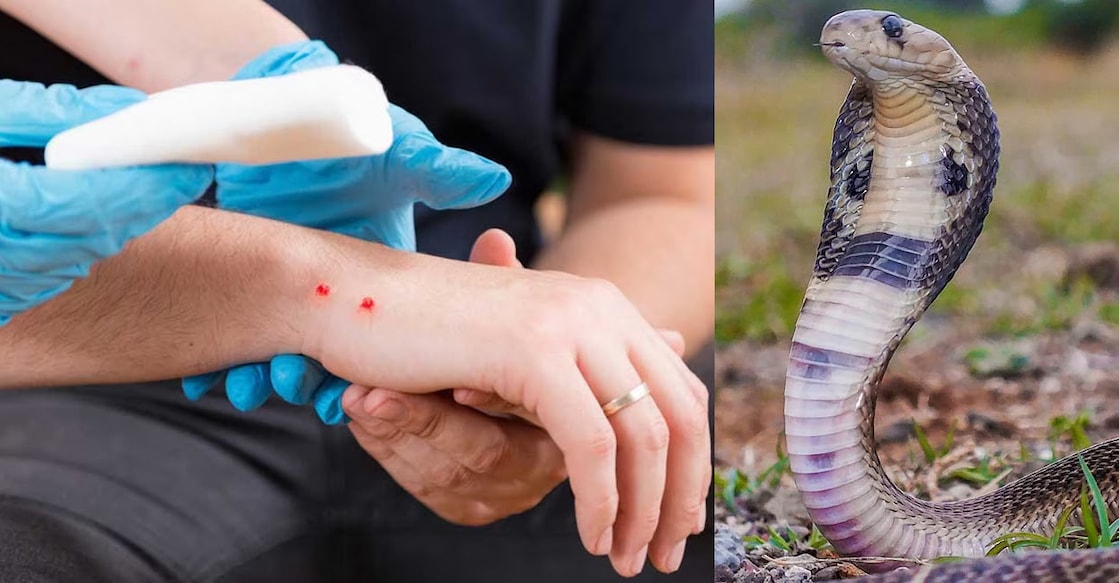 When you get scared after a snake bite, your body produces adrenalin that increases your heartbeat. Photo: iStock/ePhotocorp/Microgen