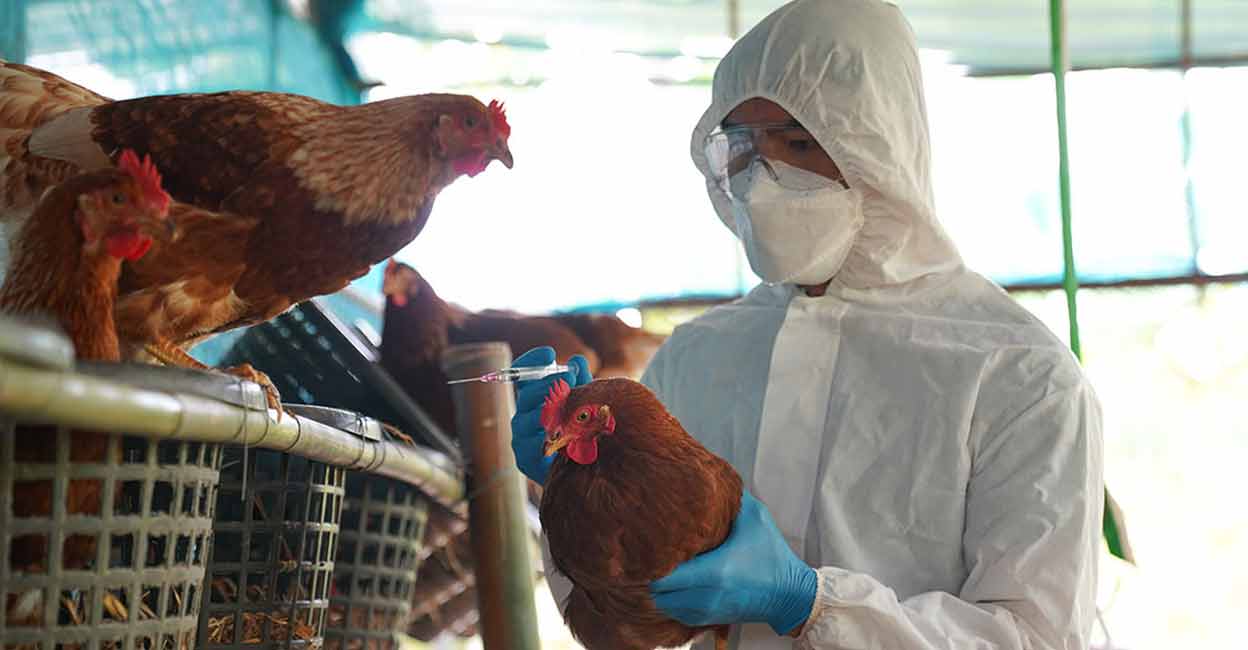 Avian flu outbreak in Kottayam poultry farm: How to guard your health ...