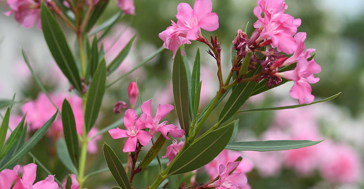 Arali (Oleander) flower. Photo: iStock/Anatoliy Sadovskiy