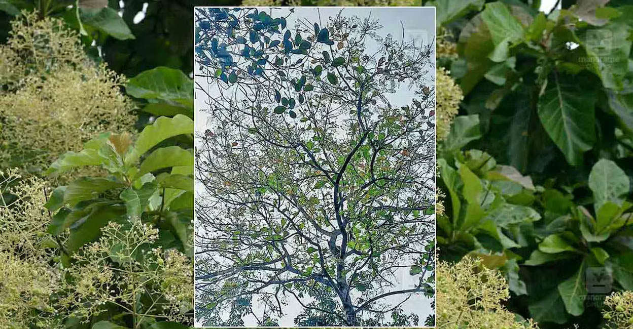 Defoliator moths, which consume teak leaves take over the trees in summer and they often fall off from the leaves as well. Photo: Manorama