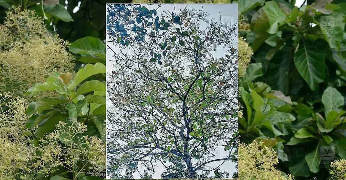 teak-tree-moth Defoliator moths, which consume teak leaves take over the trees in summer and they often fall off from the leaves as well. Photo: Manorama