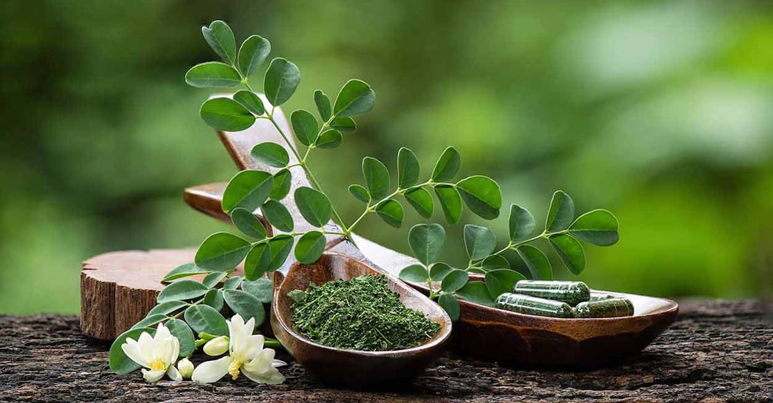 Moringa seeds, pods, leaves, flowers and even roots are used for cooking. Photo: Shutterstock/wasanajai