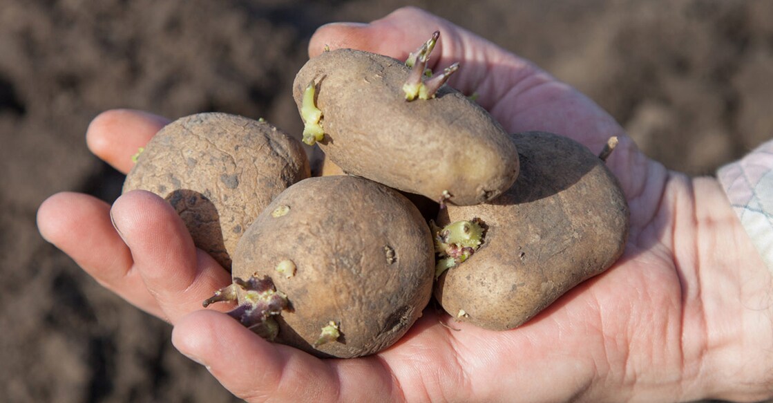 When the potato sprouts are exposed to sunlight, chlorophyll is produced resulting in the green colour.  Photo: iStock/v_zaitsev