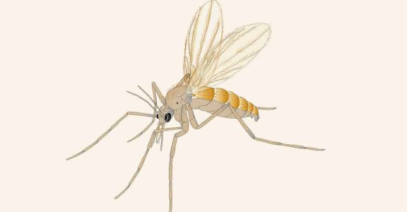 Chandipura virus: How to ward off the carrier female phlebotomine sandfly from your premises?