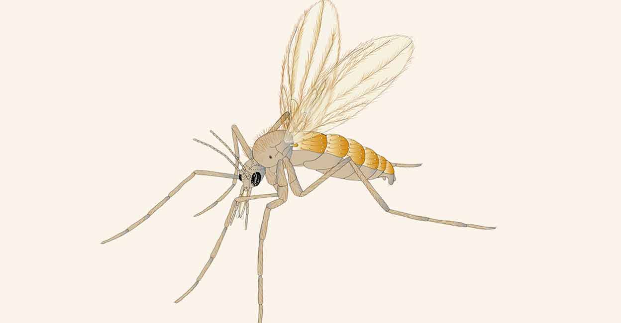 Sandflies are notorious for being the vectors of various diseases, including the Chandipura virus. Photo: Shutterstock/Rural flower