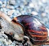 Kottayam villages plagued by African snails: Precautions to take