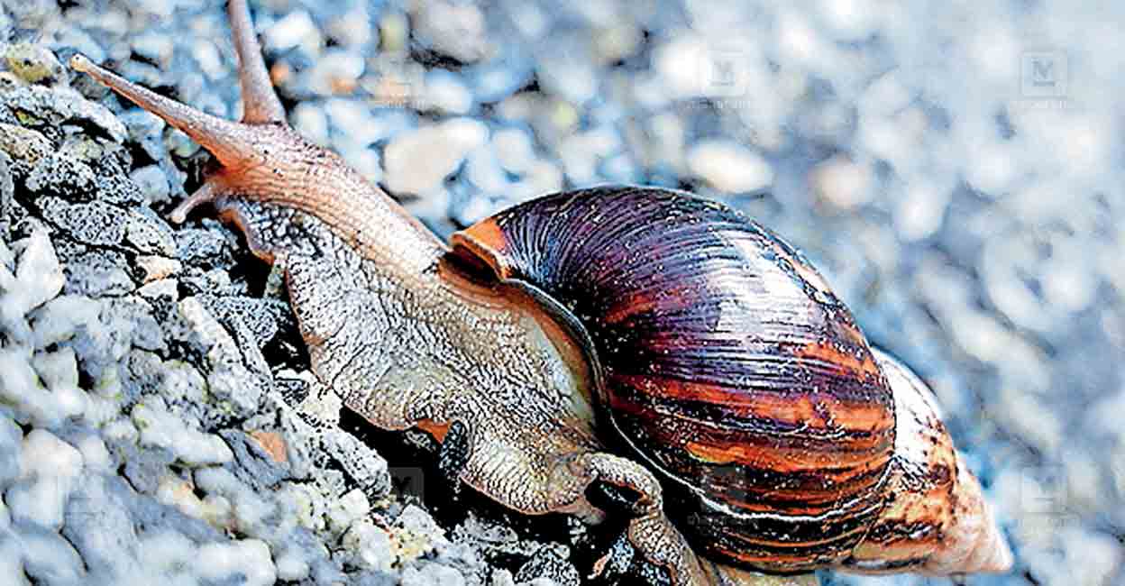 african-snail Make sure to drink boiled and cooled water as snails are spotted in the wells and other water sources. File Photo