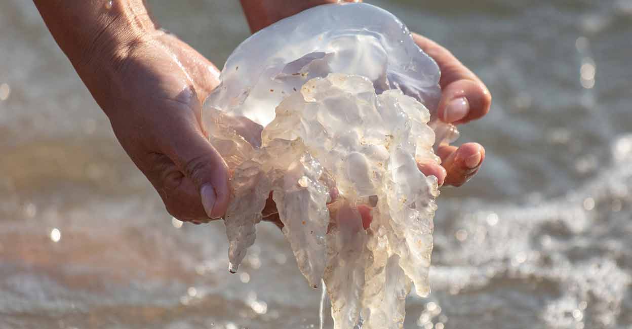 jelly-fish Severe itching, swelling and clogging of fishing nets are common issues faced by fishermen due to these free-swimming animals. Photo: Istock/schankz