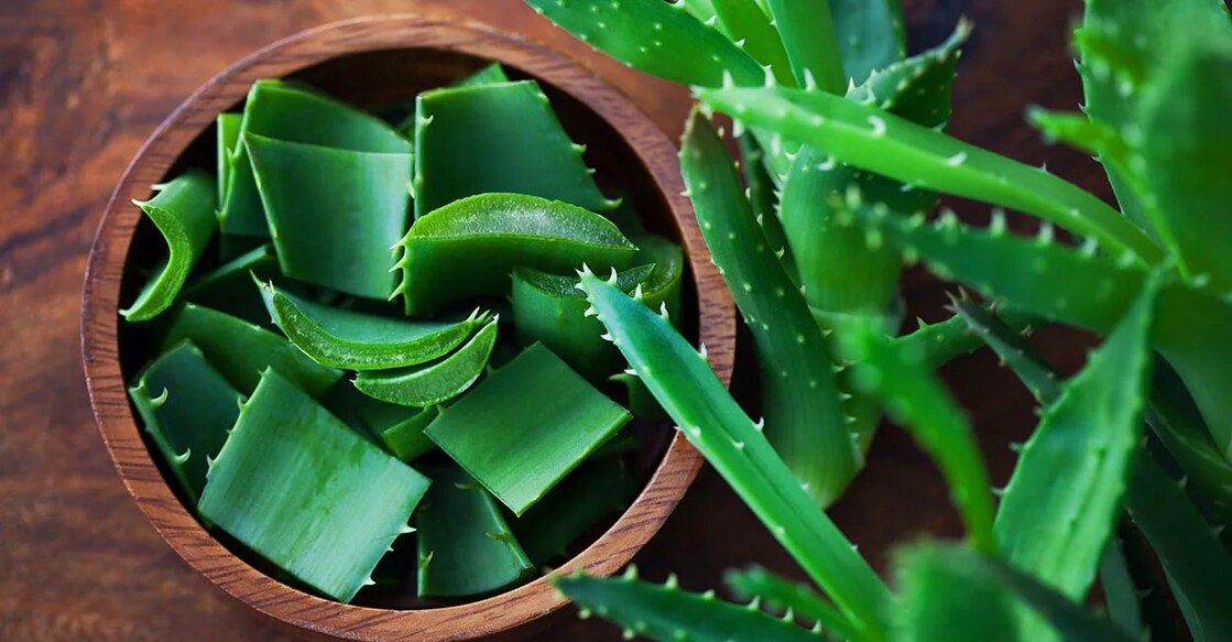  Blood glucose levels can be controlled by managing the food intake and including foods like aloe vera in your diet. Photo: Shutterstock/matka_Wariatka