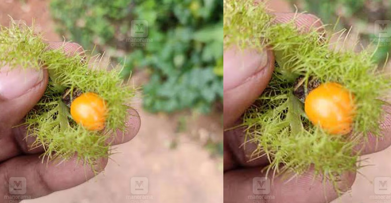 Poocha pazham is known for its medicinal properties and can cure many ailments. Photo: Manorama