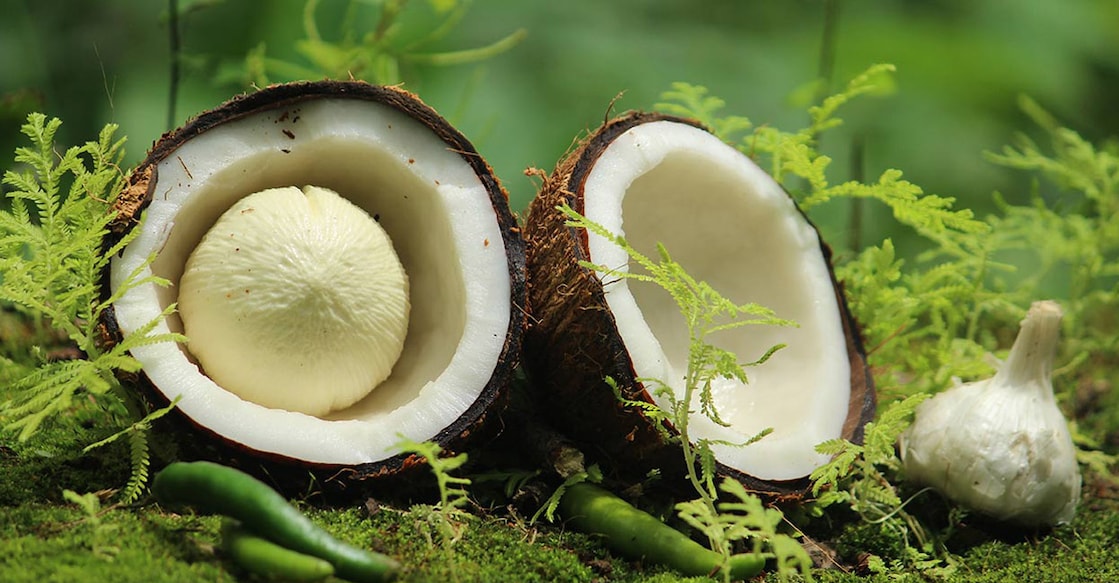 1723448944 Sprouted coconut is even more nutritious than regular coconut. Photo: Shutterstock/Sijo george sunny