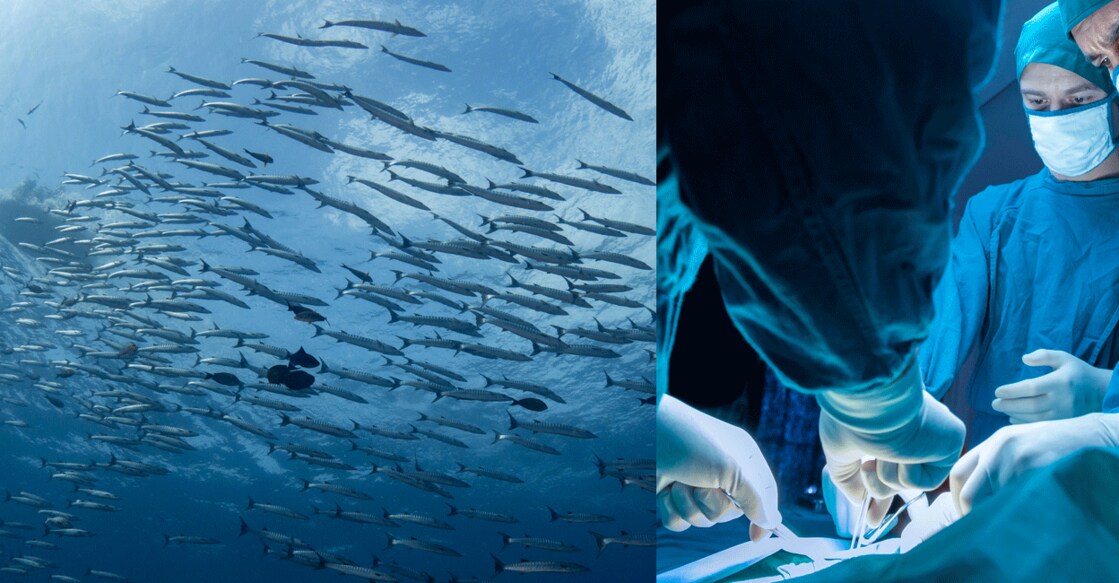 Barracuda fishes are also found off Kerala’s coast.  Photo: iStock/SummerParadive/Gumpanat