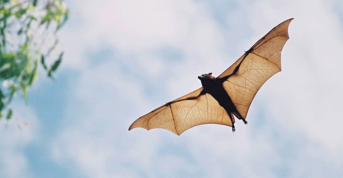 The new virus, too, was discovered in the bats first. Photo: iStock/945ontwerp