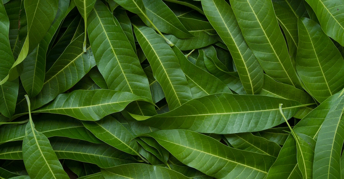 Mango leaves contain antioxidants that can reduce bad cholesterol and control blood pressure. Photo: iStock/piyaset