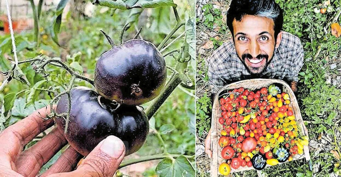 Black tomatoes (left); Suraj Purushothaman (right). Photo: Manorama