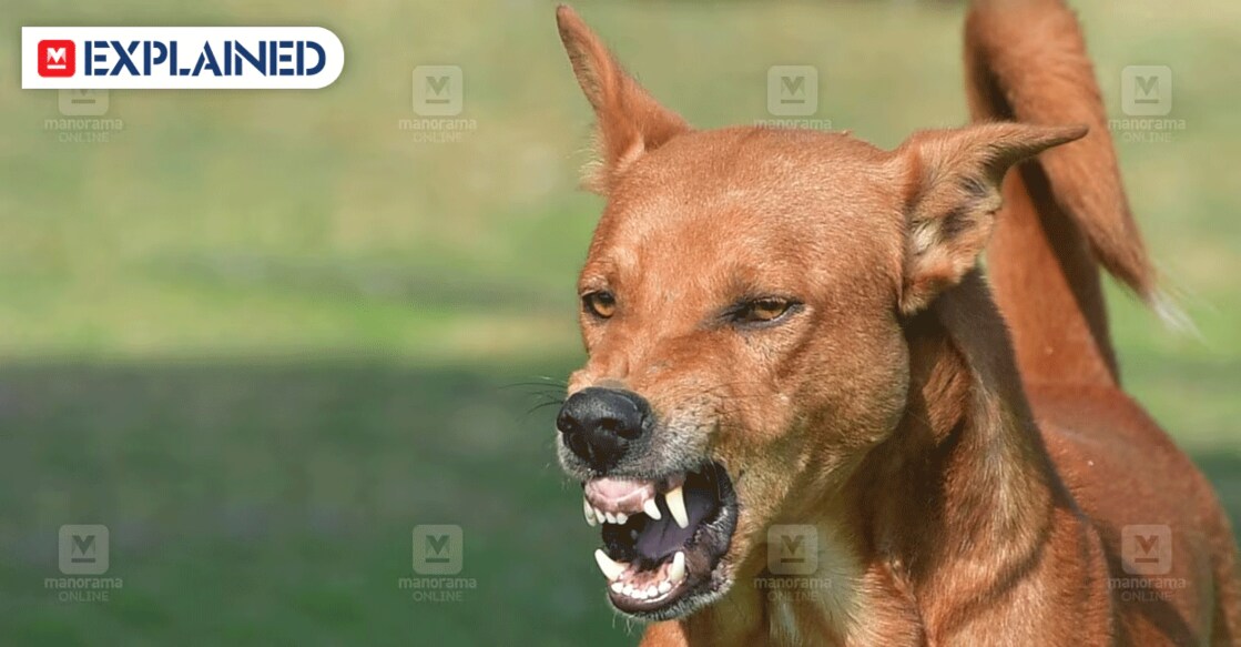 If you get bitten by a rabid dog, the first step isn't taking the injection, but cleaning the wound well with soap and water. Representative image/Manorama