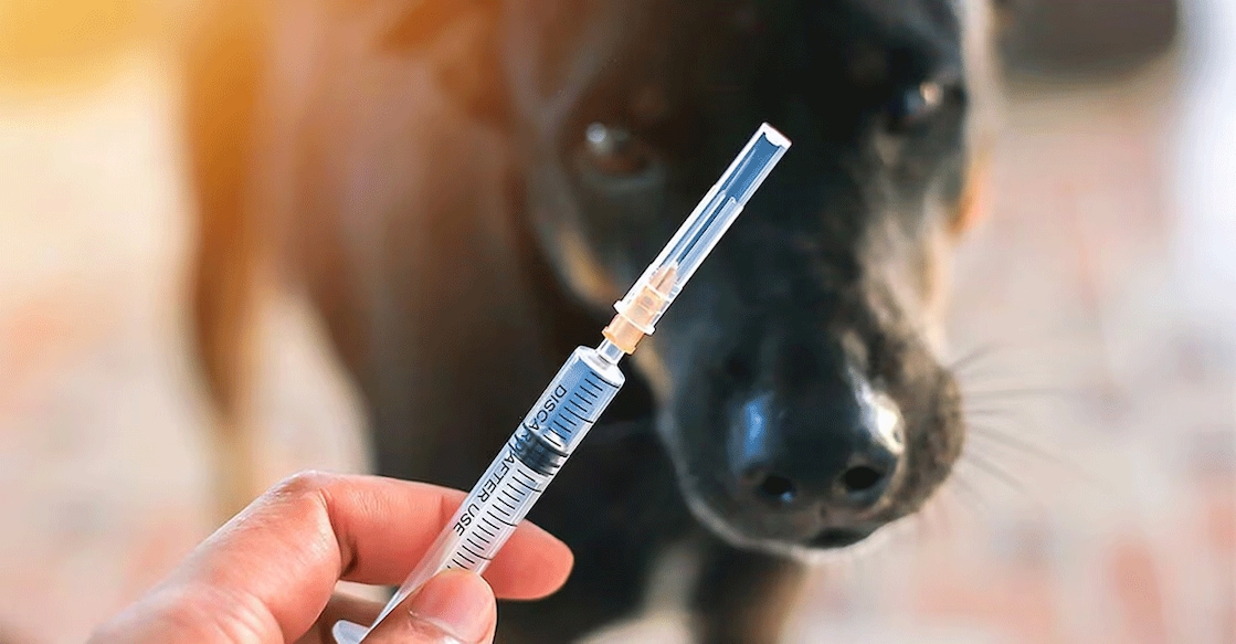 rabies-vaccine Rabies vaccine and many other medicines should be stored at 2 – 8 degrees Celsius from production until vaccination. Photo: Special Arrangement