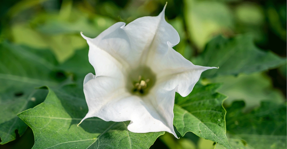 The poisoning often occurs when someone eats the seeds or sucks its juice, or drink tea made of jimsonweed leaves.   Photo: iStock/Privin kumar N