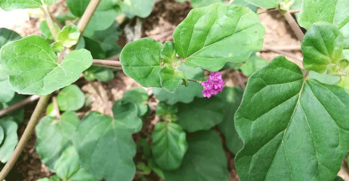 Thazhuthama is a good potassium source to clear your urinary strain. Photo: Shutterstock/Snehalata