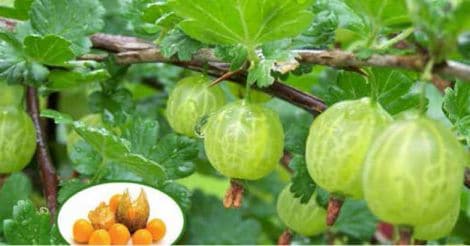 cape gooseberry