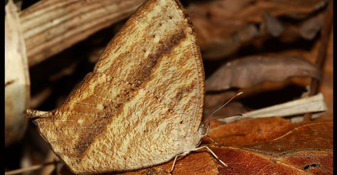 Travancore evening brown butterfly: www.ifoundbutterflies.org