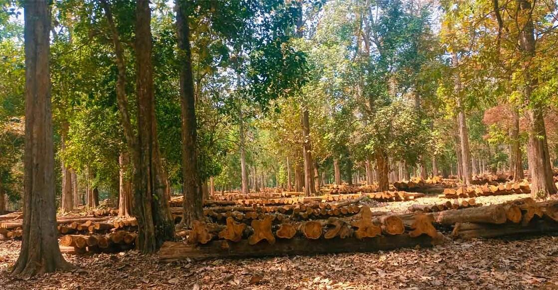 The main priority of John David Rees, one of the colonial administrators was to look at the economic gain for Britain and its capitalists, and his eyes were set on the commercial value of Nilambur teak. Photo: Manorama/File