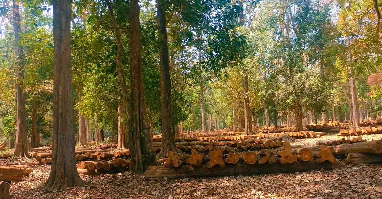 nilambur-teak-c Cleghorn was appreciative of the teak plantations in Nilambur that were set up by Henry Valentine Conolly. Nilambur Nedumkayam Forest. Photo: Fahad Muneer K M/Manorama
