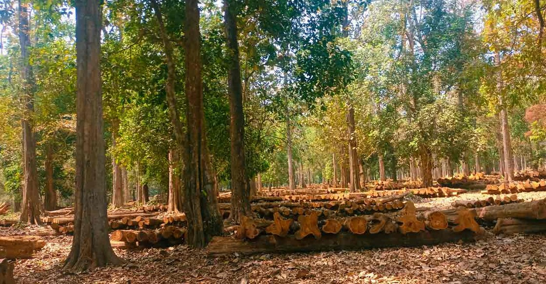 Cleghorn was appreciative of the teak plantations in Nilambur that were set up by Henry Valentine Conolly. Nilambur Nedumkayam Forest. Photo: Fahad Muneer K M/Manorama