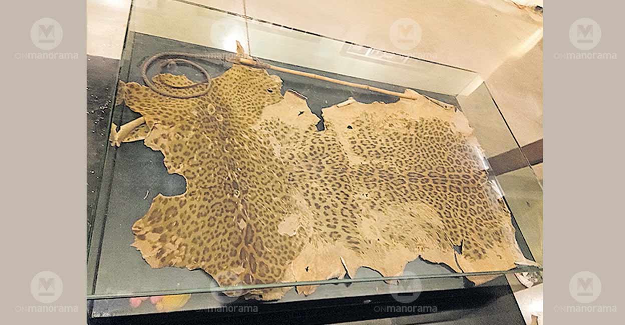 Mar-Abimalek-Timotheus-c-03 A tigers's skin which Mar Abimalek Timotheus used for meditating. Photo: Manorama archive