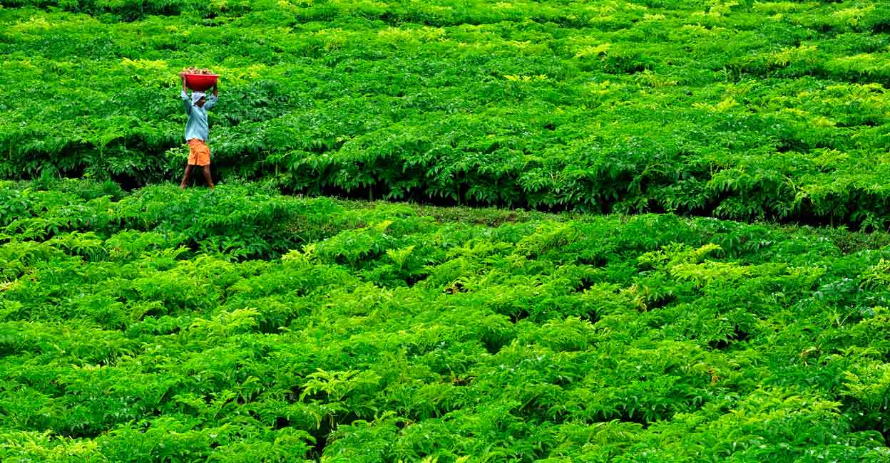 Elephant yam agriculture in Palakkad. Image used for representative purpose. Photo: Sibu K B/Manorama