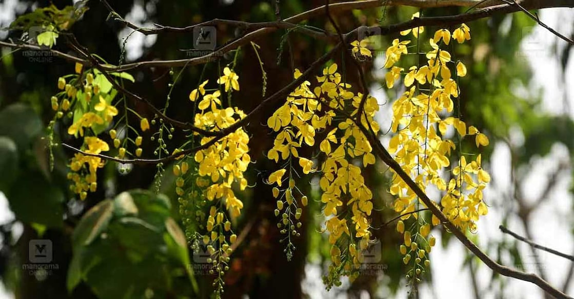 kani-konna-c The golden shower of Cassia fistula blossoms illuminates the landscape during Vishu and is deeply interlaced with Kerala's culture. Photo: Manorama