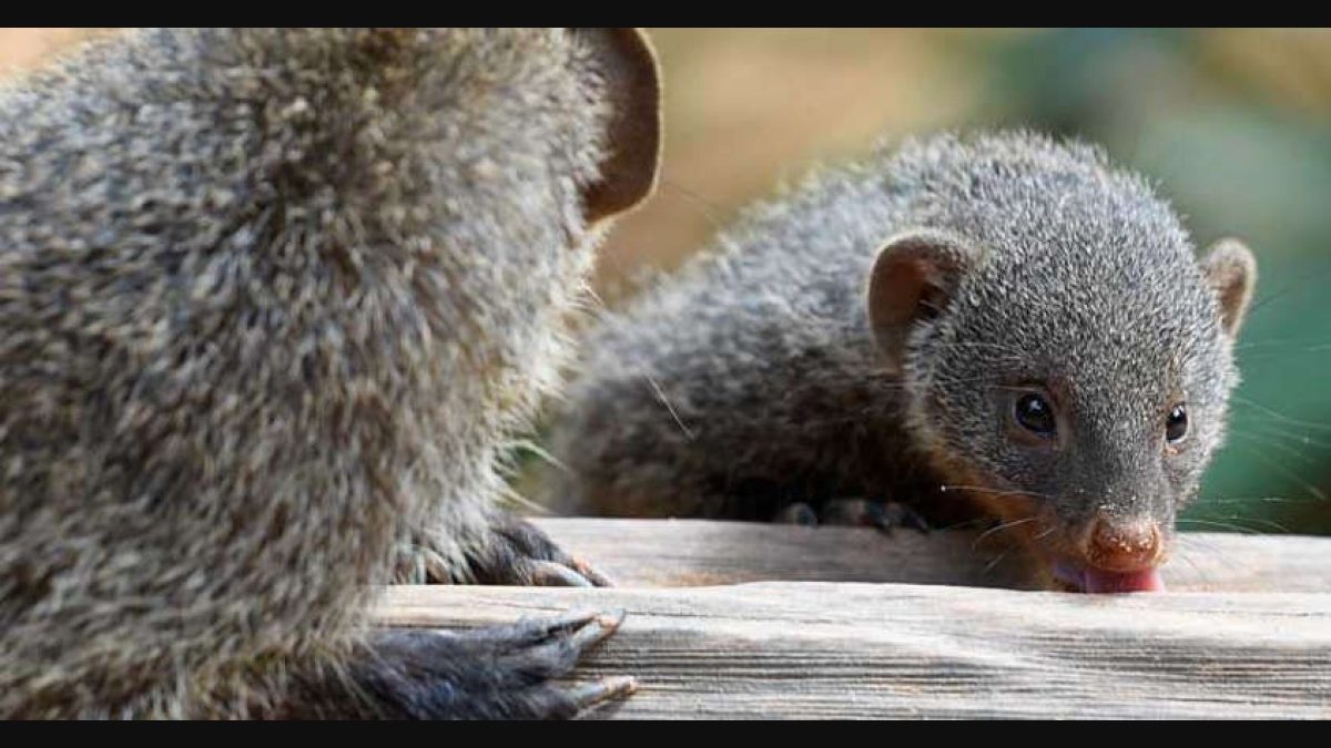 Skinned alive, will these animals survive callous brush business | Mongoose  | animal protection | conservation | wild life | conservation | Onmanorama  | WTI | brush | business