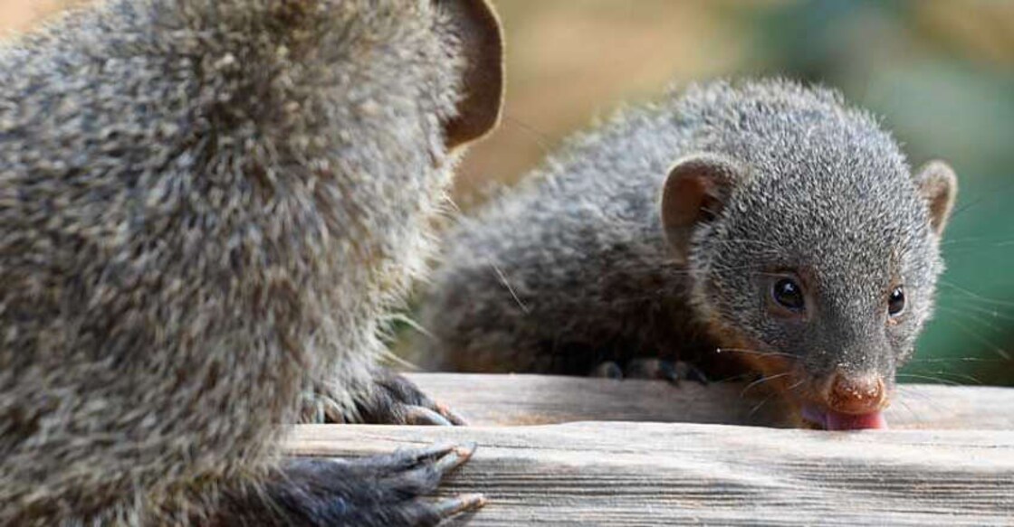 Stoned, skinned alive; will these animals survive callous brush business