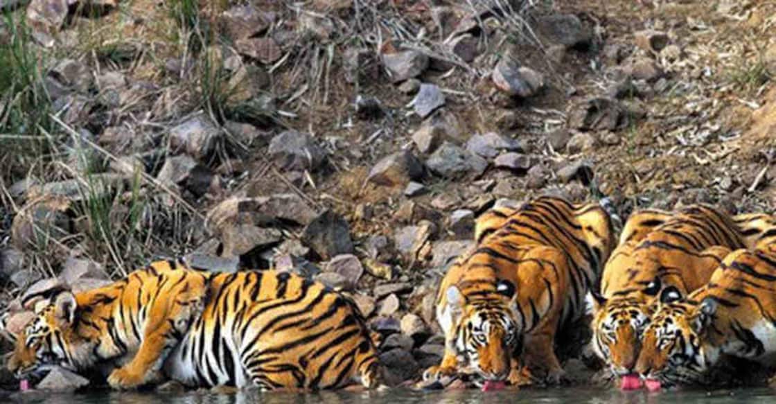 Tigers protected well at Wayanad wild life sanctuary Tigers protected well at Wayanad wild life sanctuary