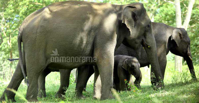 This Nagaland elephant reserve is India's 30th | Nagaland | elephant