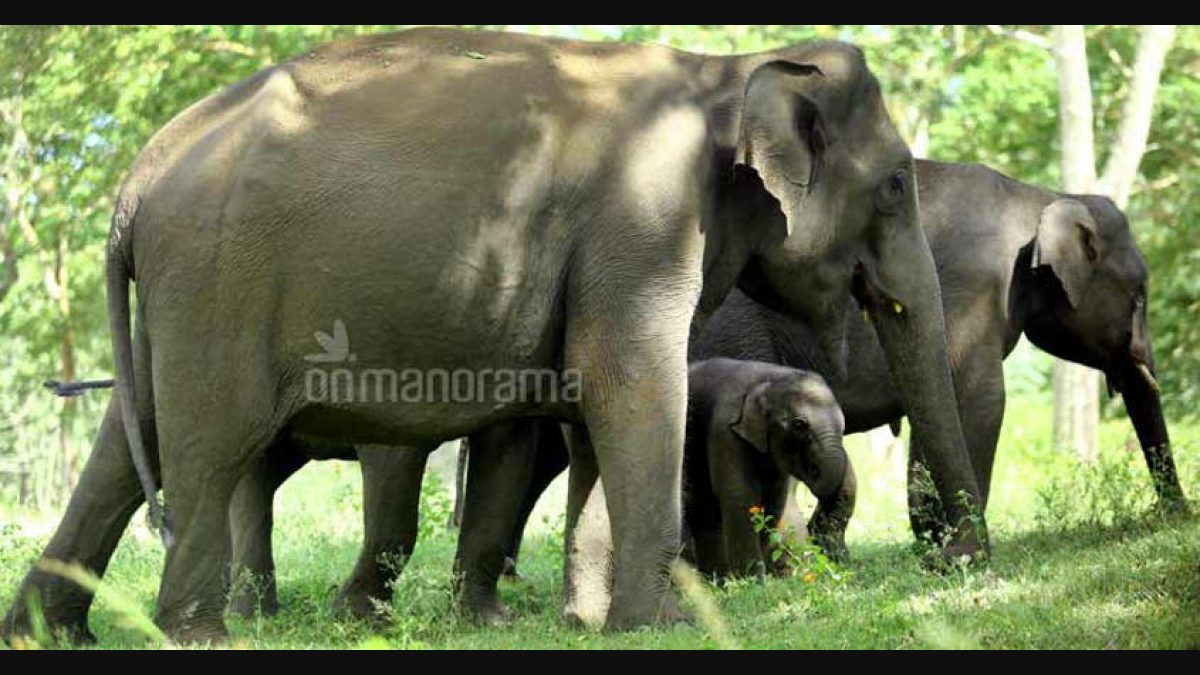 This Nagaland elephant reserve is India's 30th | Nagaland | elephant  reserve | Singphan | wildlife | Onmanorama