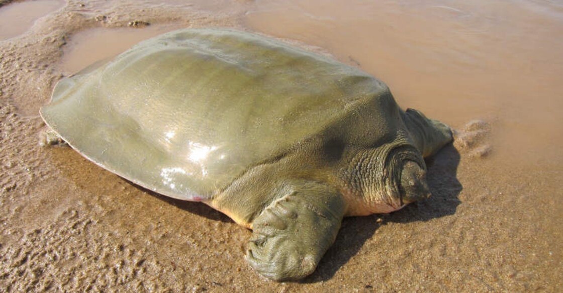 Even one piece of plastic can kill sea turtles: Study