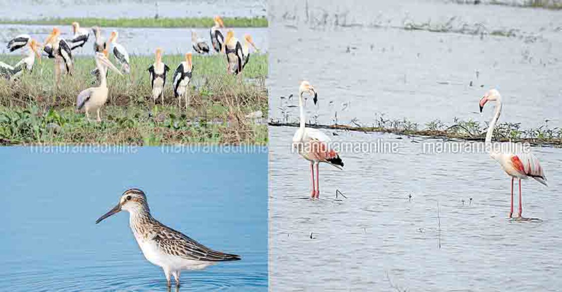 It's feast time for migratory birds as they return after floods