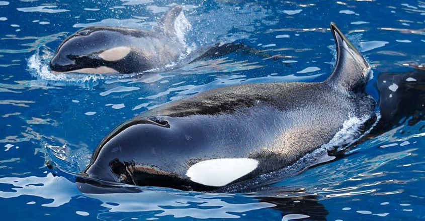 Chemical pollution could wipe out half of all killer whales: Study