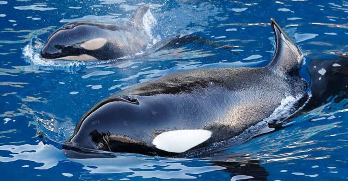 Chemical pollution could wipe out half of all killer whales: Study Chemical pollution could wipe out half of all killer whales: Study