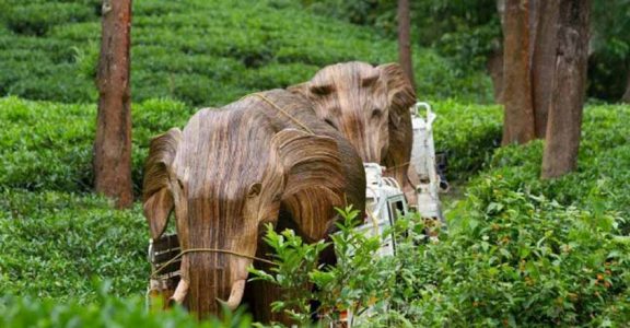 'Lantana Elephants' set for world tour to spread message of conservation 'Lantana Elephants' set for world tour to spread message of conservation