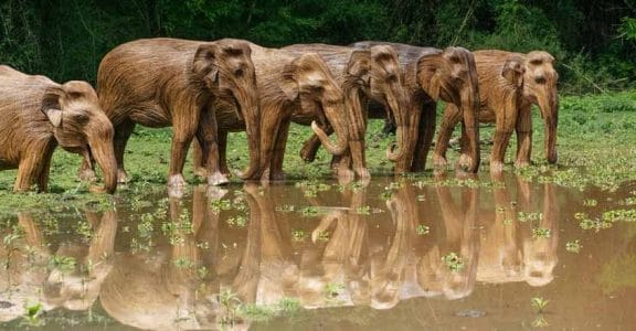 'Lantana Elephants' set for world tour to spread message of conservation 'Lantana Elephants' set for world tour to spread message of conservation