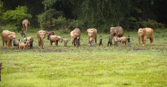 'Lantana Elephants' set for world tour to spread message of conservation 'Lantana Elephants' set for world tour to spread message of conservation