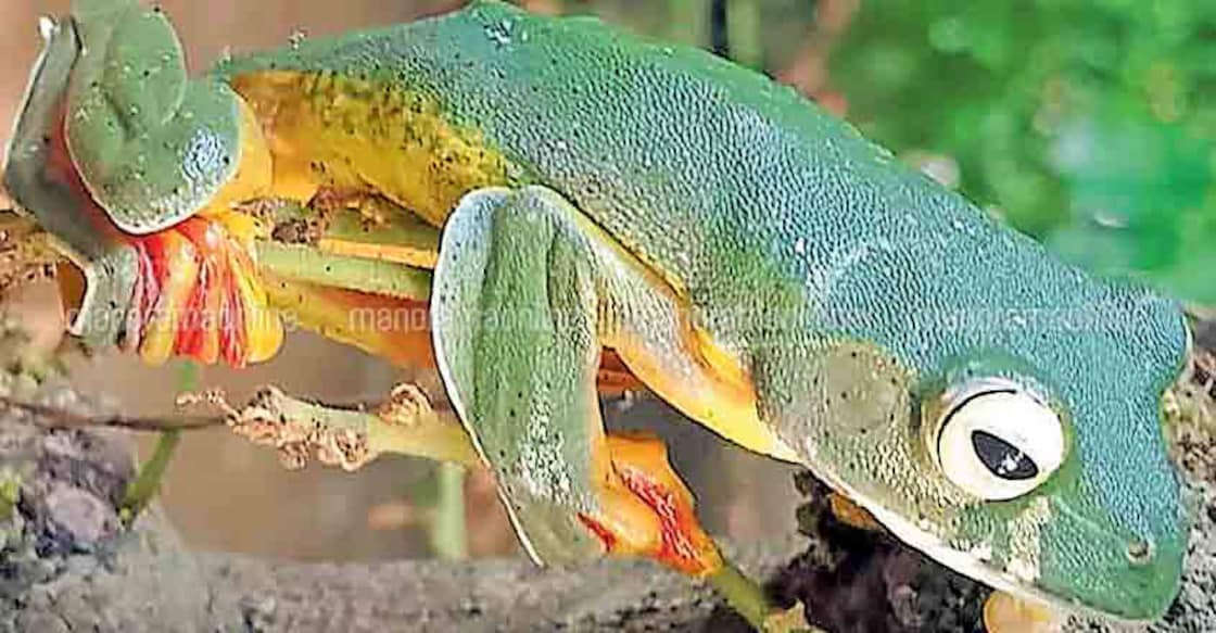 Rare frog endemic to Western Ghats spotted