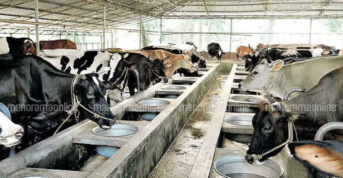 Switch from beef to other protein sources for better health: WEF