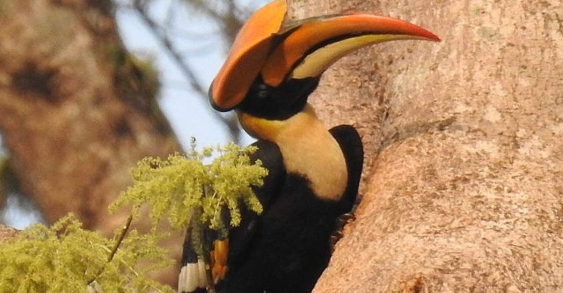 Forest buffer zones help maintain bird communities: Study