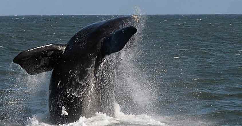 whale